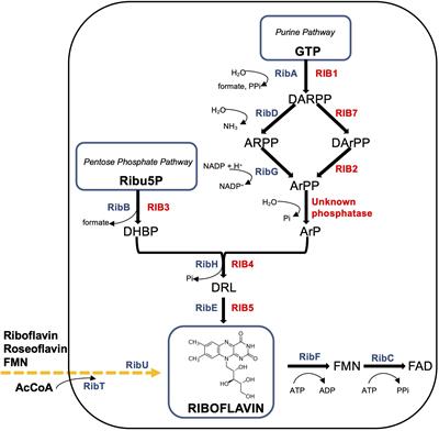 Production of Vitamin B2 (Riboflavin) by Microorganisms: An Overview